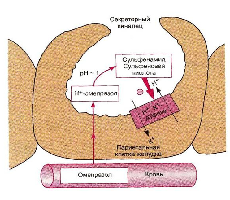 Омепразол действие. Омепразол механизм действия фармакология. Омепразол механизм действия. Механизм действия омепразола фармакология. Механизм действия протонной помпы.