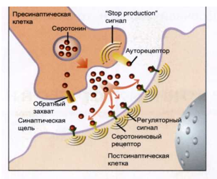 Психотропные средства с возбуждающим действием на ЦНС
