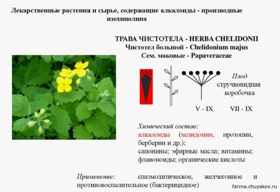 Лекция 02 2 курс ЛЕКАРСТВЕННЫЕ РАСТЕНИЯ И СЫРЬЕ, СОДЕРЖАЩИЕ АЛКАЛОИДЫ: ЧИСТОТЕЛ БОЛЬШОЙ, МАЧОК ЖЕЛТЫЙ, МАКЛЕЙИ СЕРДЦЕВИДНАЯ И МЕЛКОПЛОДНАЯ, РАУВОЛЬФИЯ ЗМЕИНАЯ, БАРВИНОК МАЛЫЙ, КАТАРАНТУС РОЗОВЫЙ